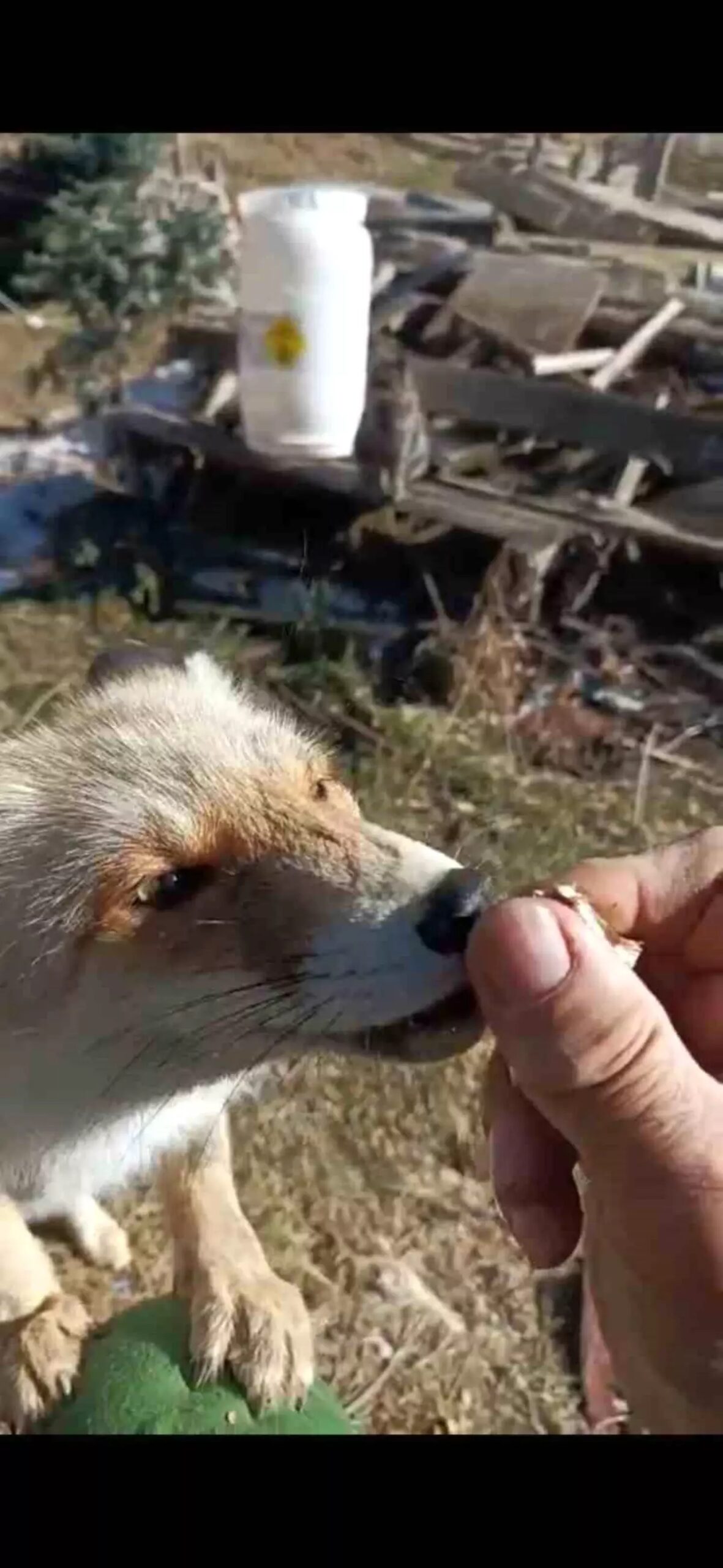 tilki ile dostluk ZJpXLuGW